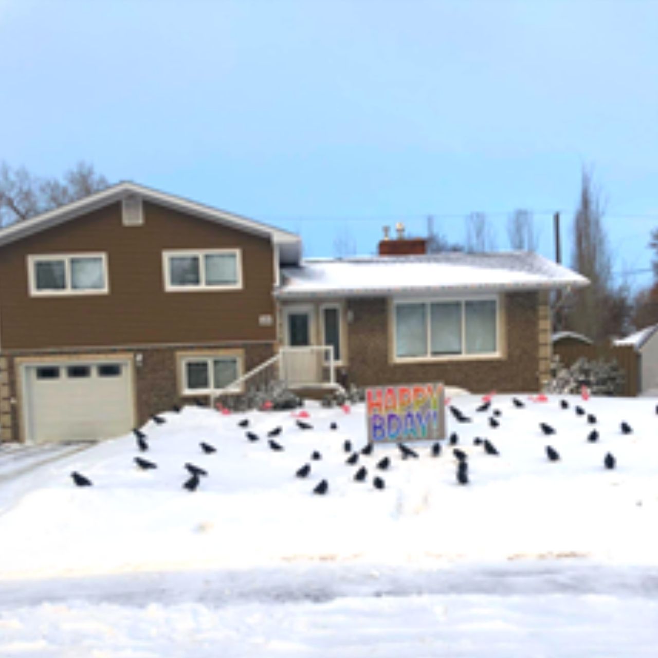 birthday yard display crows Swift Current